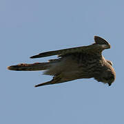 Common Kestrel