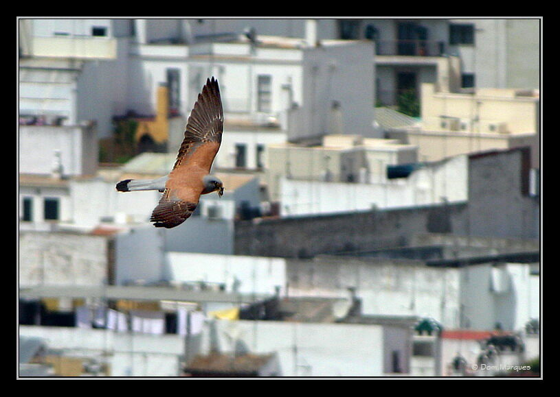 Lesser Kestrel male adult