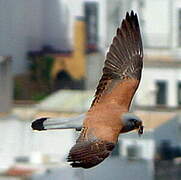 Lesser Kestrel