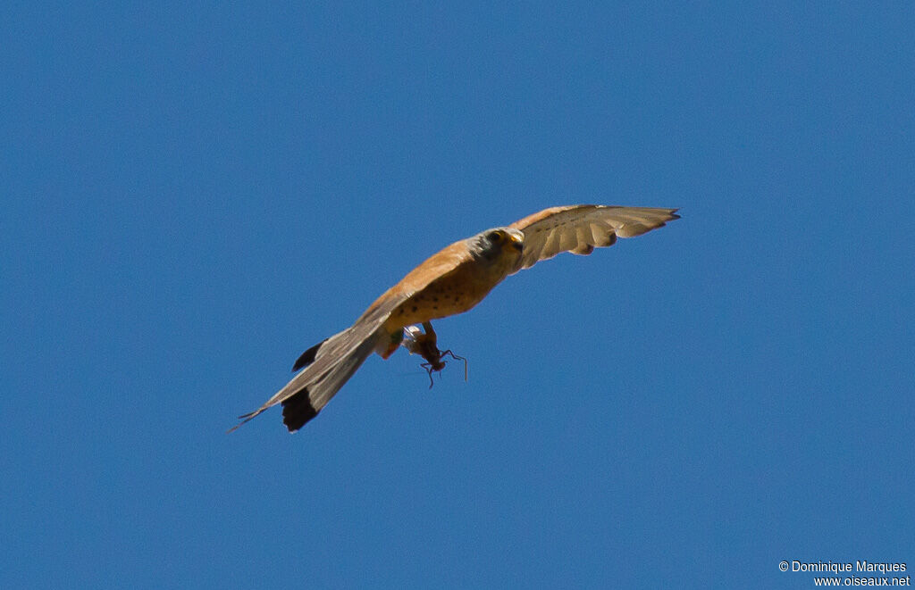 Lesser Kestrel male adult