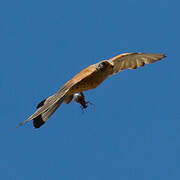 Lesser Kestrel