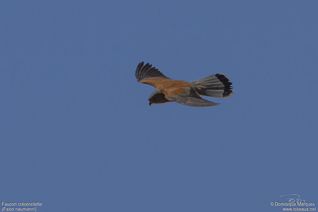 Lesser Kestrel male adult, identification