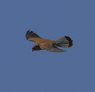 Lesser Kestrel