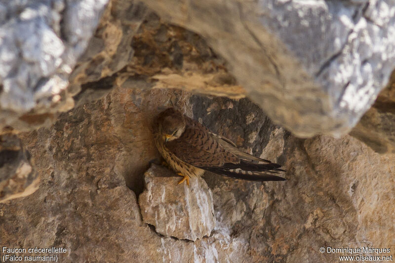 Faucon crécerellette femelle adulte, identification