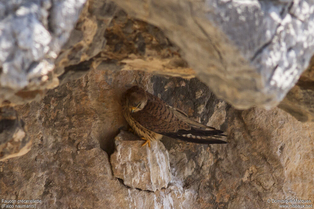 Lesser Kestrel female adult, identification