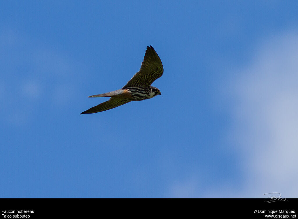 Eurasian Hobbyadult, identification