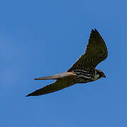 Eurasian Hobby