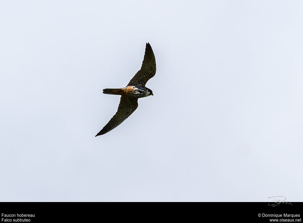 Eurasian Hobby