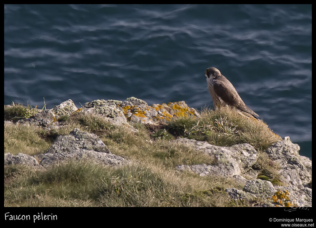 Peregrine Falconjuvenile, identification