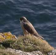 Peregrine Falcon