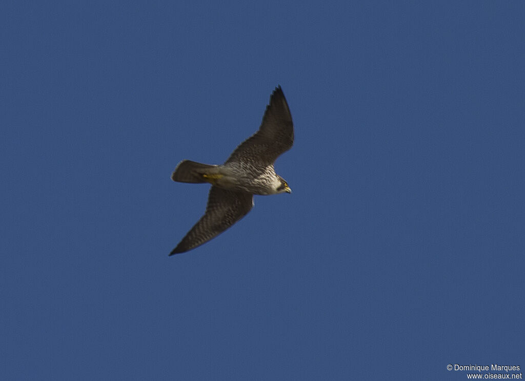 Peregrine Falconjuvenile, identification