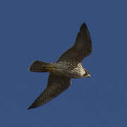 Peregrine Falcon