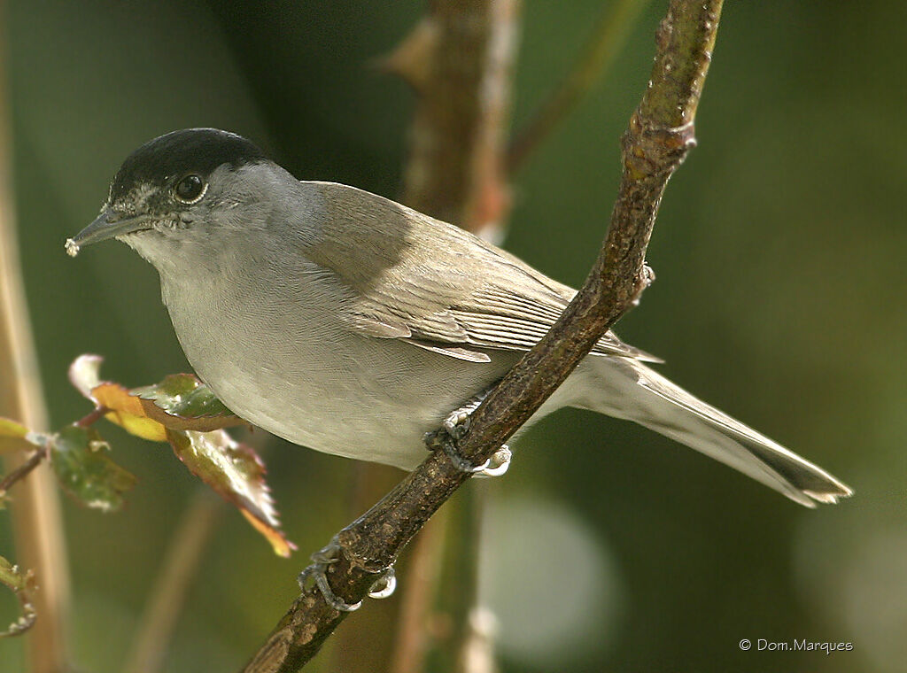 Eurasian Blackcap male adult