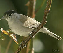 Eurasian Blackcap