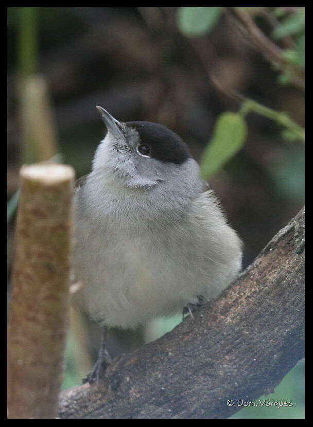 Eurasian Blackcap male adult, identification, Behaviour