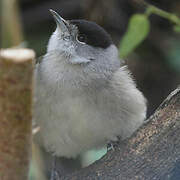 Eurasian Blackcap