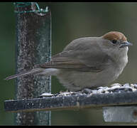 Eurasian Blackcap