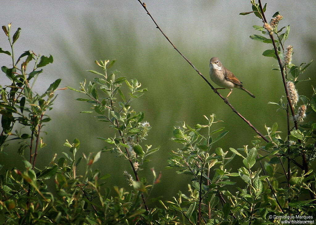 Fauvette grisetteadulte, identification