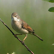 Common Whitethroat