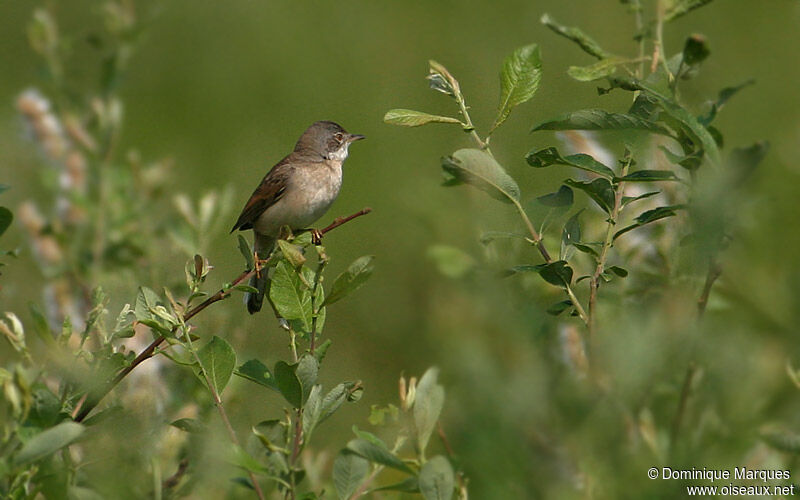 Fauvette grisetteadulte, identification