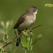 Common Whitethroat