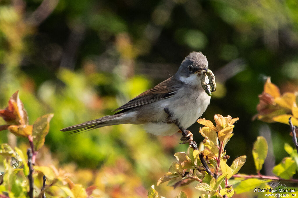 Fauvette grisette mâle adulte nuptial, identification, mange