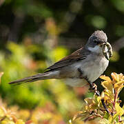 Common Whitethroat