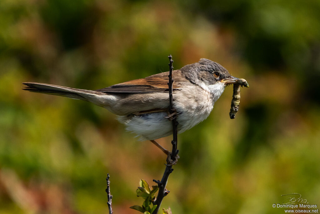 Common Whitethroat male adult breeding, identification, eats