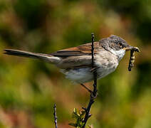 Common Whitethroat