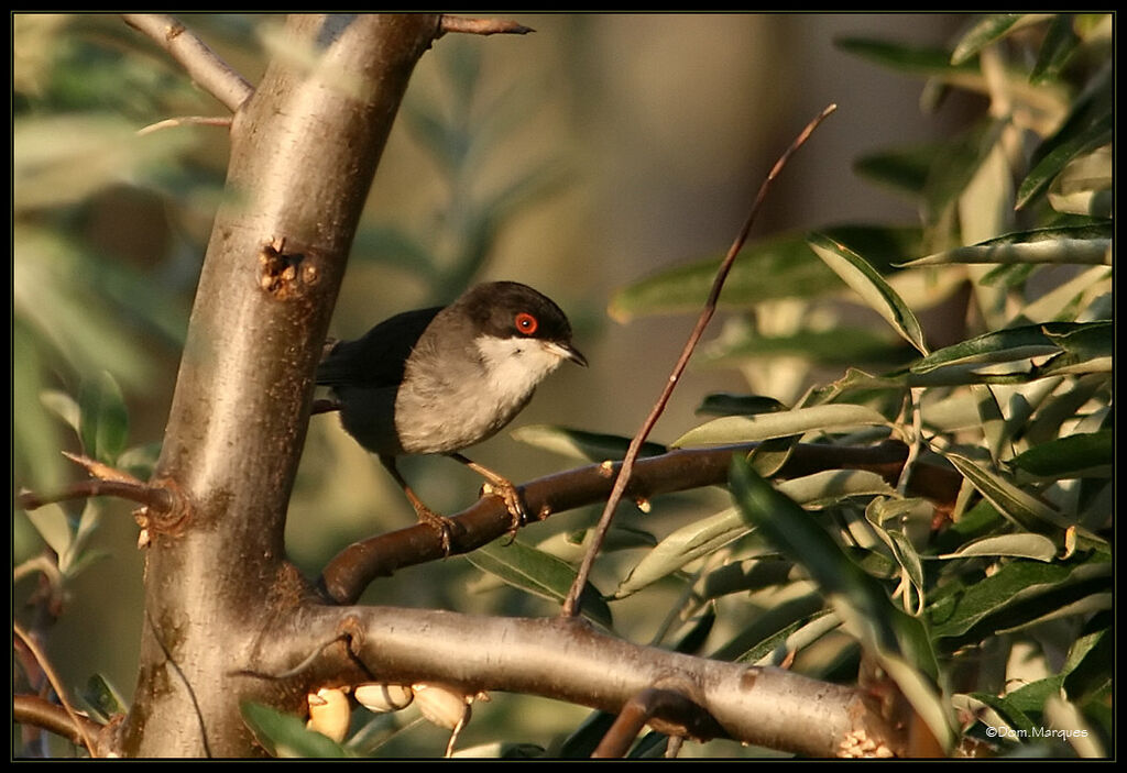 Sardinian Warbler male adult