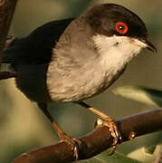 Sardinian Warbler