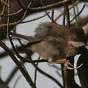 Sardinian Warbler