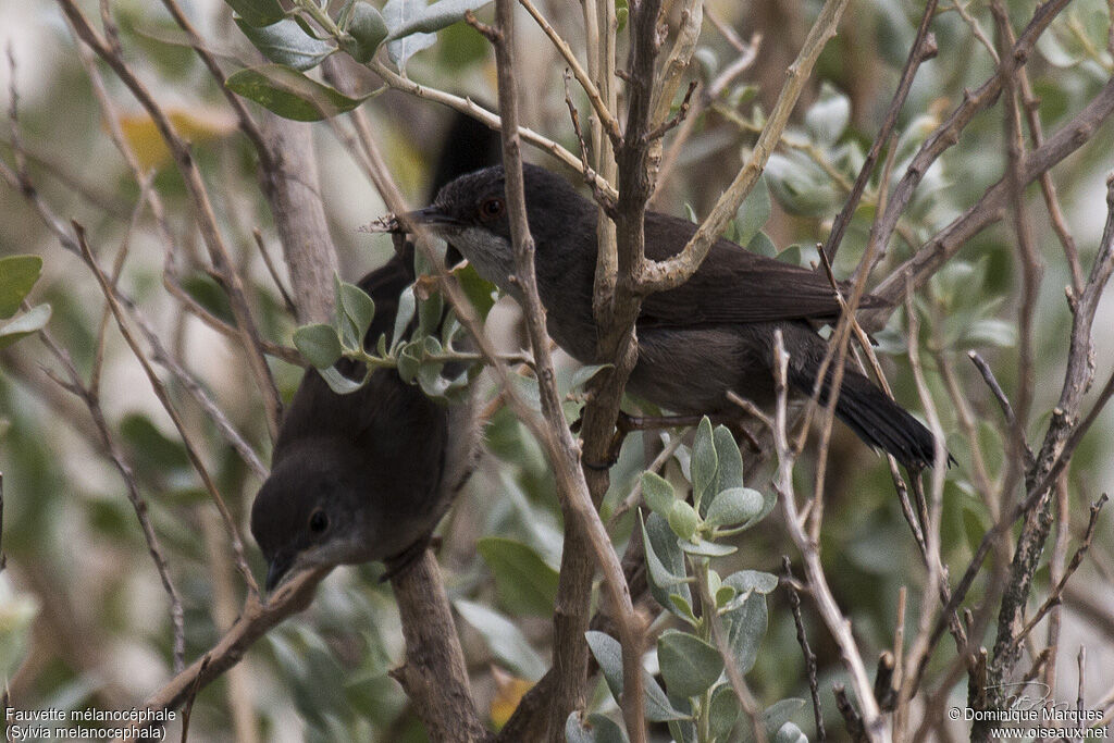 Sardinian Warbler female adult, identification, Behaviour