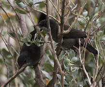 Sardinian Warbler