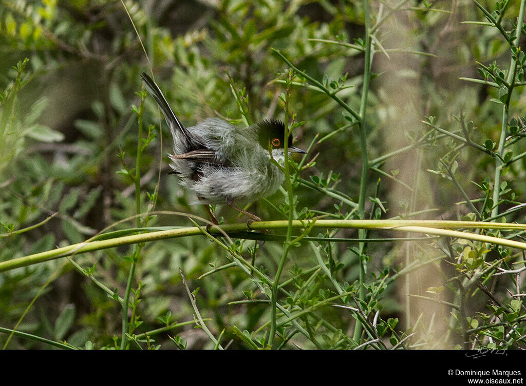 Fauvette mélanocéphale mâle juvénile, identification