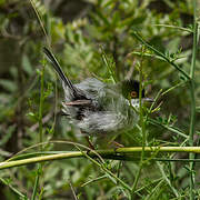 Sardinian Warbler