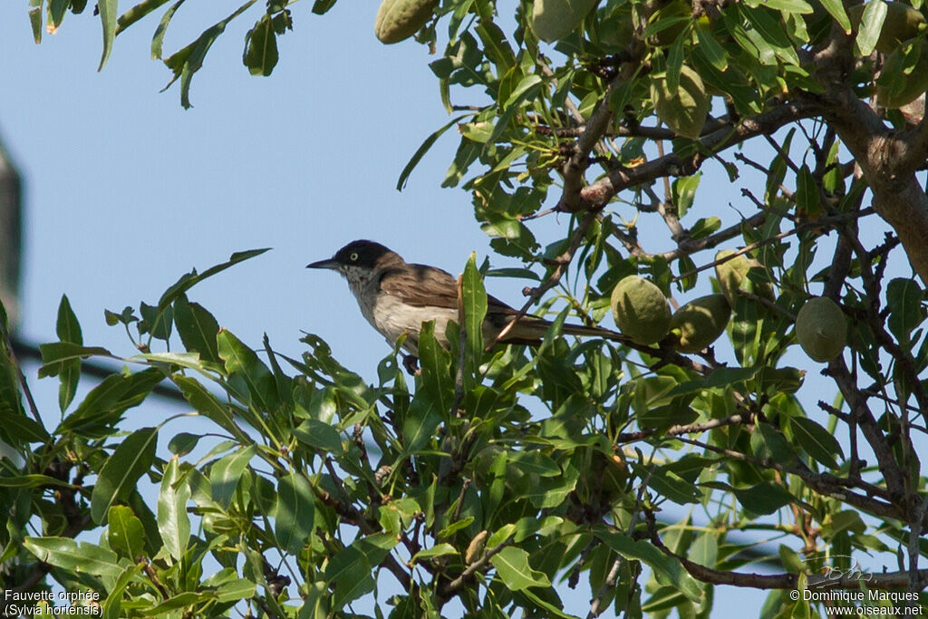 Western Orphean Warbler male adult, identification