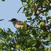 Western Orphean Warbler