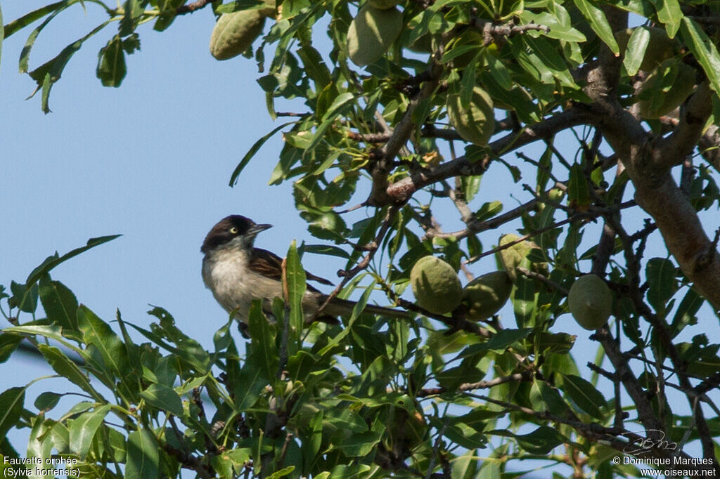 Western Orphean Warbler male adult, identification