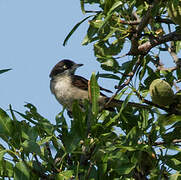 Western Orphean Warbler