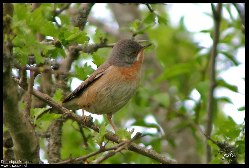 Fauvette passerinette mâle adulte, identification