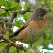 Western Subalpine Warbler