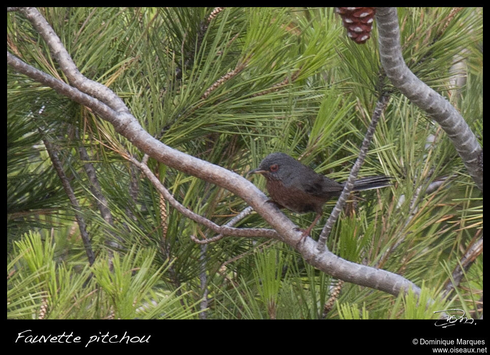 Fauvette pitchouadulte, identification