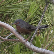 Dartford Warbler