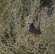 Dartford Warbler