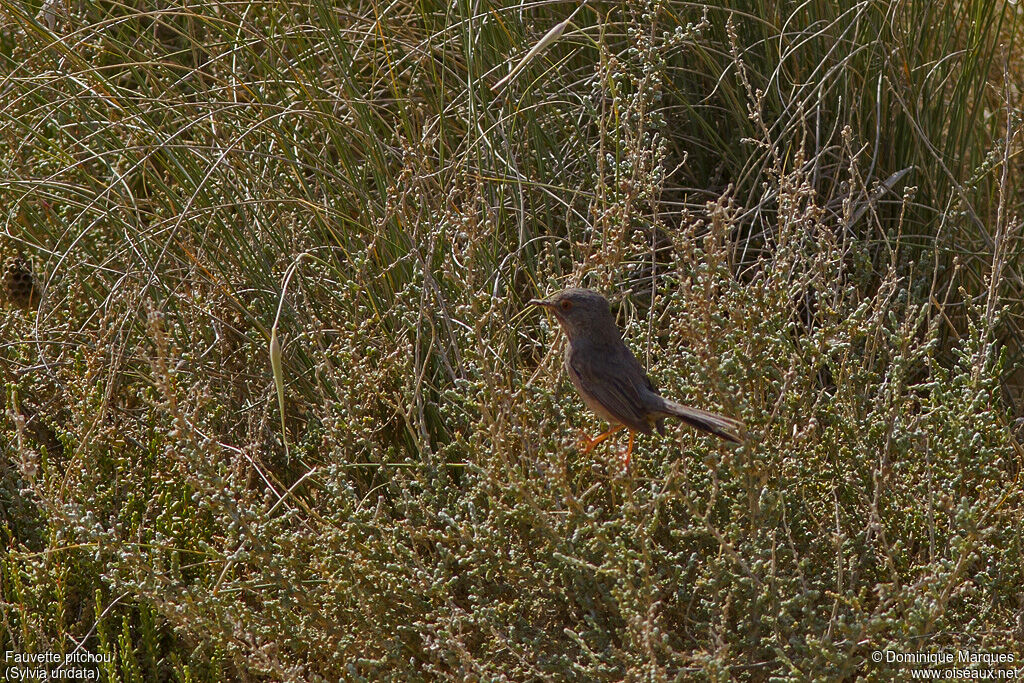 Dartford Warbler