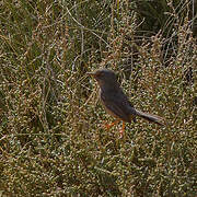 Dartford Warbler