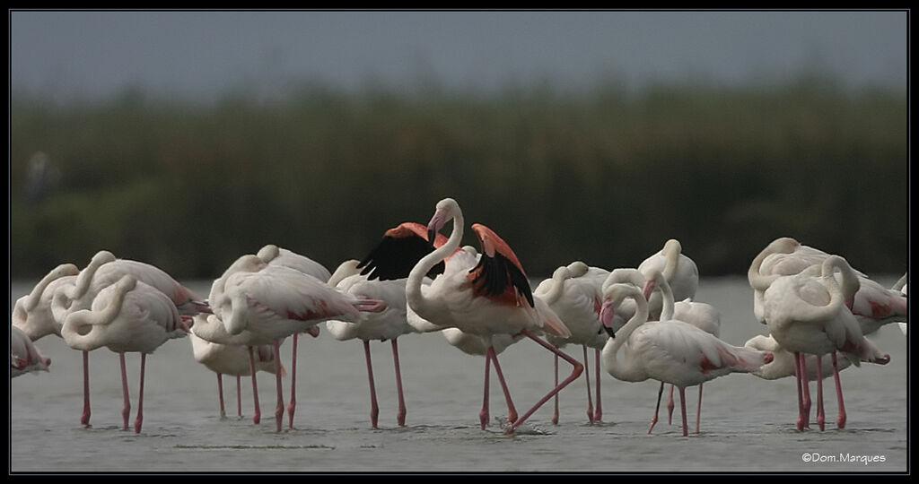 Greater Flamingoadult