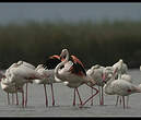 Flamant rose