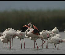 Greater Flamingo